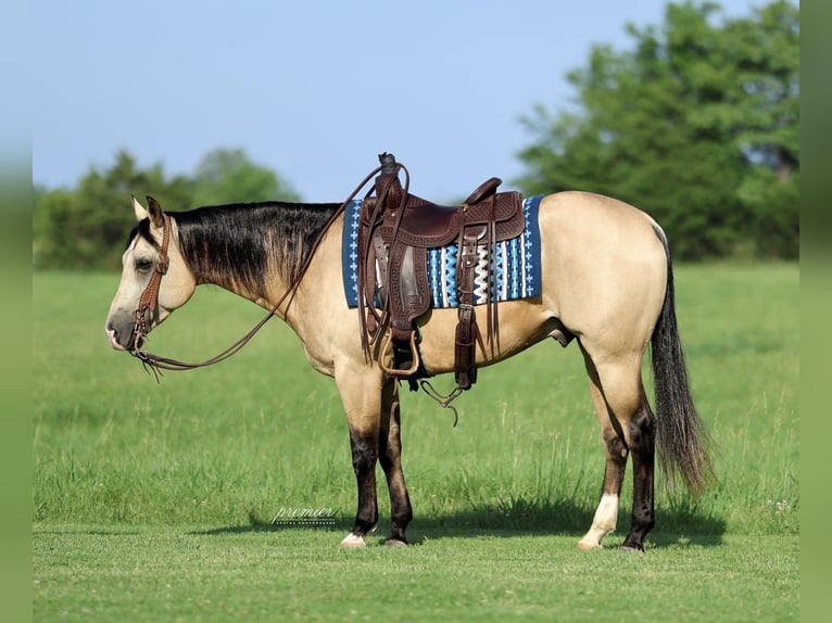 Caballo cuarto de milla Caballo castrado 4 años 152 cm Buckskin/Bayo in Buffalo