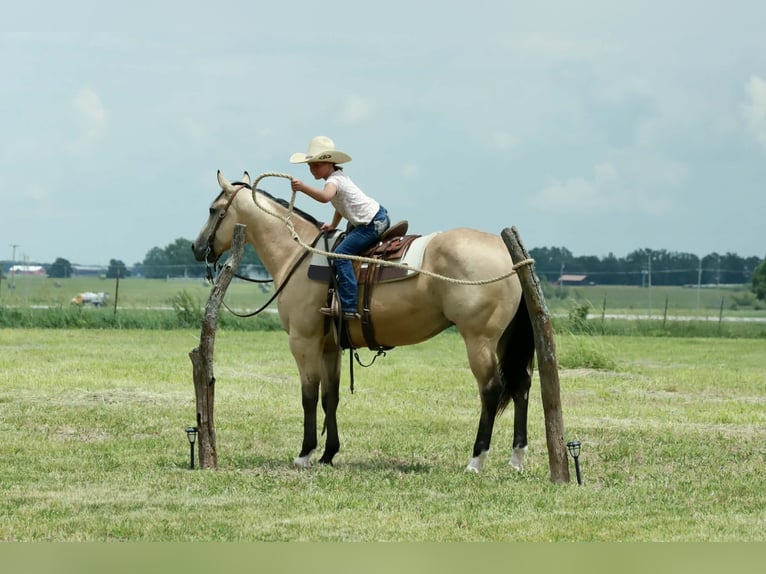 Caballo cuarto de milla Caballo castrado 4 años 152 cm Buckskin/Bayo in Mount Vernon