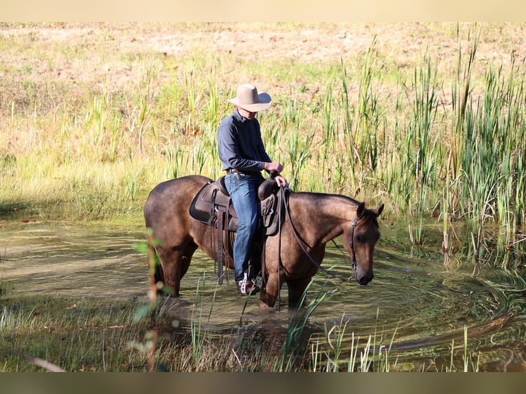 Caballo cuarto de milla Caballo castrado 4 años 152 cm Buckskin/Bayo in Needmore