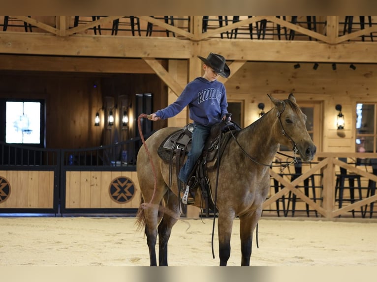 Caballo cuarto de milla Caballo castrado 4 años 152 cm Buckskin/Bayo in Needmore