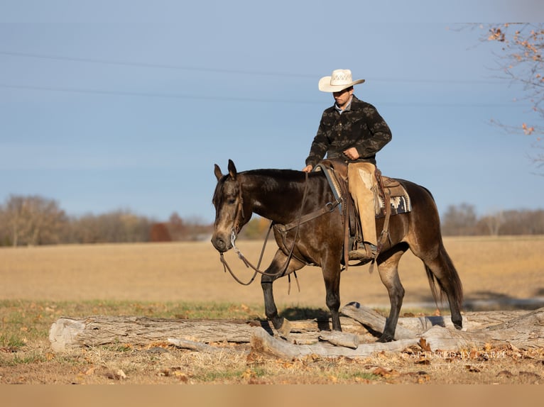 Caballo cuarto de milla Caballo castrado 4 años 152 cm Buckskin/Bayo in Lewistown