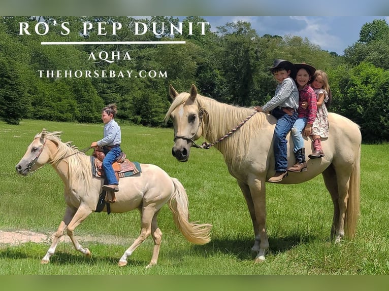 Caballo cuarto de milla Caballo castrado 4 años 152 cm in Monetta, SC