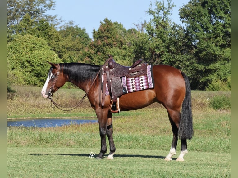 Caballo cuarto de milla Caballo castrado 4 años 152 cm Castaño rojizo in Buffalo, MO