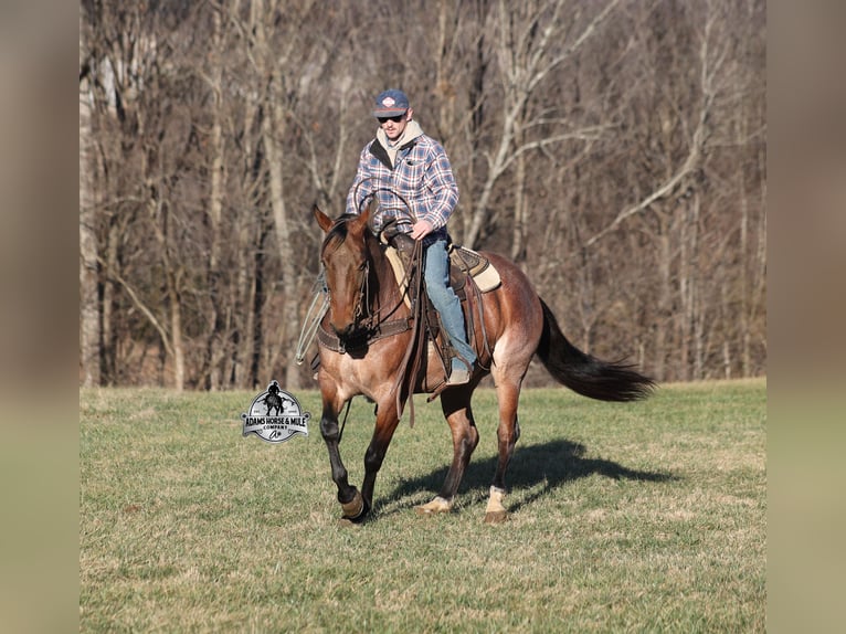 Caballo cuarto de milla Caballo castrado 4 años 152 cm Castaño-ruano in Mount Vernon