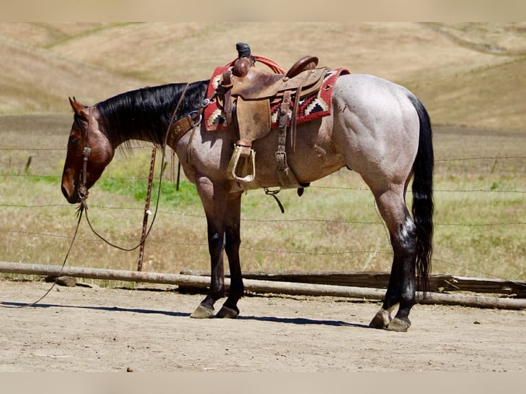 Caballo cuarto de milla Caballo castrado 4 años 152 cm Castaño-ruano in Tres Pinos