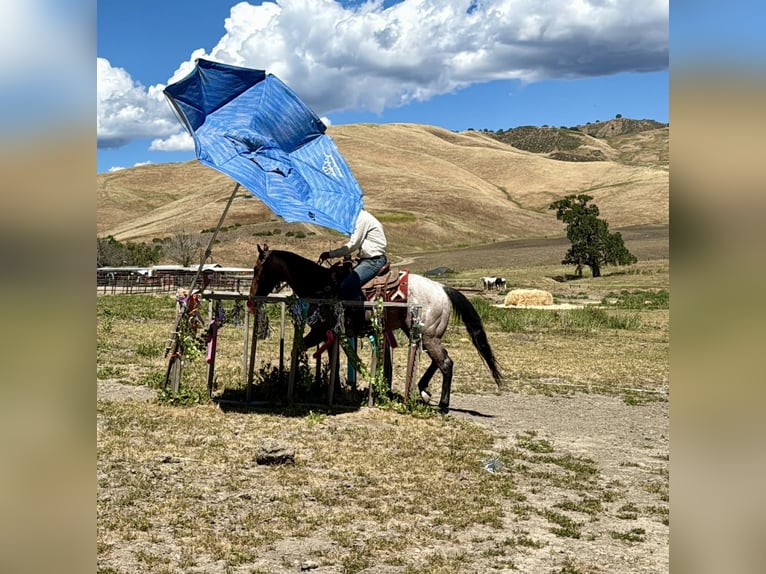 Caballo cuarto de milla Caballo castrado 4 años 152 cm Castaño-ruano in Tres Pinos