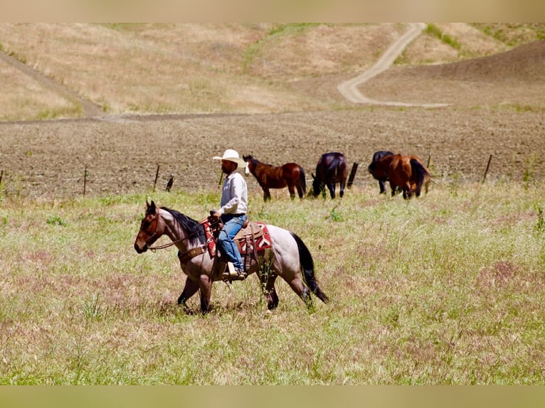 Caballo cuarto de milla Caballo castrado 4 años 152 cm Castaño-ruano in Tres Pinos