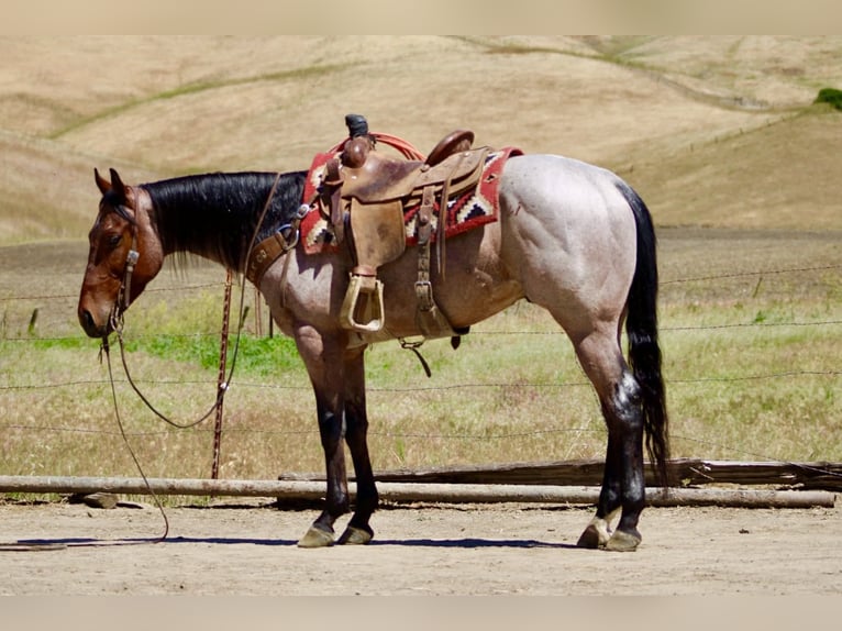 Caballo cuarto de milla Caballo castrado 4 años 152 cm Castaño-ruano in Tres Pinos