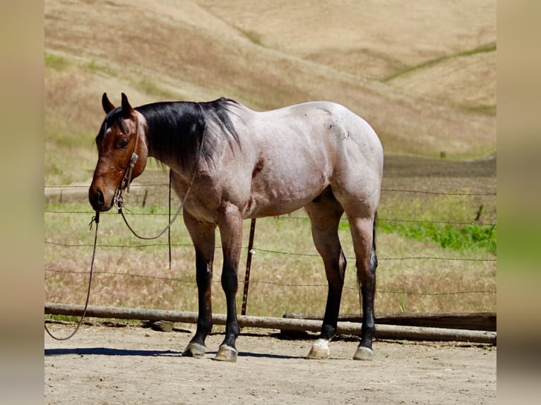 Caballo cuarto de milla Caballo castrado 4 años 152 cm Castaño-ruano in Tres Pinos