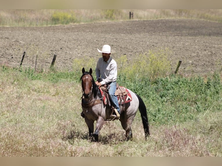 Caballo cuarto de milla Caballo castrado 4 años 152 cm Castaño-ruano in Tres Pinos