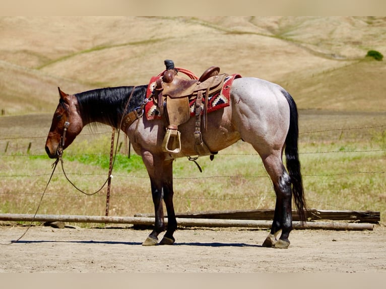 Caballo cuarto de milla Caballo castrado 4 años 152 cm Castaño-ruano in Tres Pinos