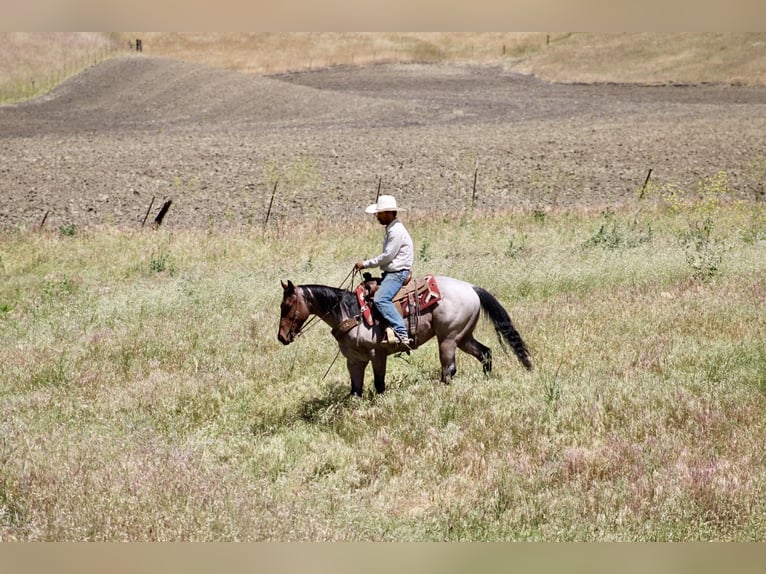 Caballo cuarto de milla Caballo castrado 4 años 152 cm Castaño-ruano in Tres Pinos