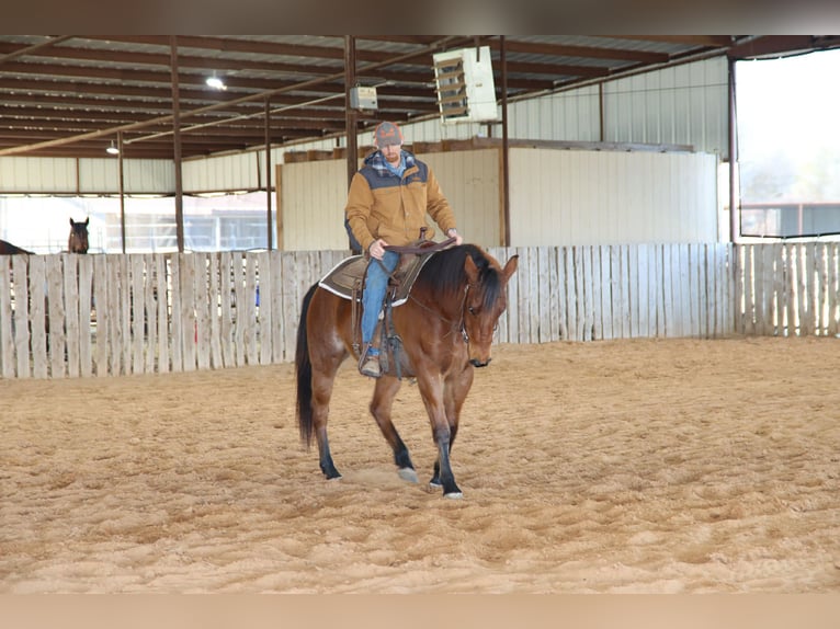 Caballo cuarto de milla Caballo castrado 4 años 152 cm Castaño-ruano in Holdenville