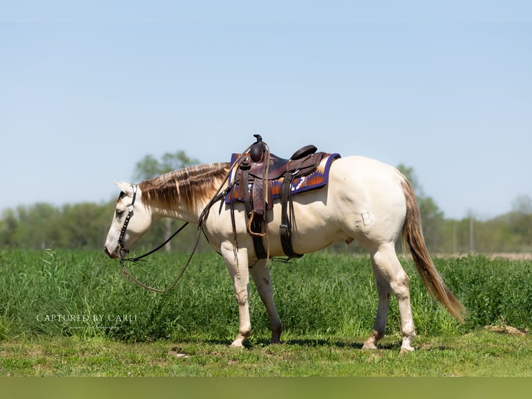 Caballo cuarto de milla Caballo castrado 4 años 152 cm Champán in Lewistown