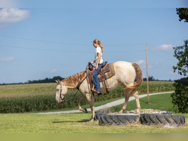 Caballo cuarto de milla Caballo castrado 4 años 152 cm Champán in Lewistown