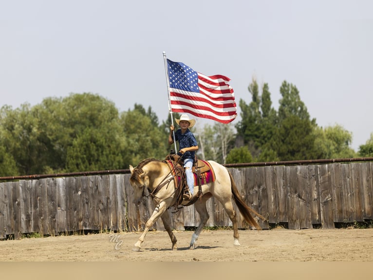 Caballo cuarto de milla Caballo castrado 4 años 152 cm Champán in Caldwell, ID