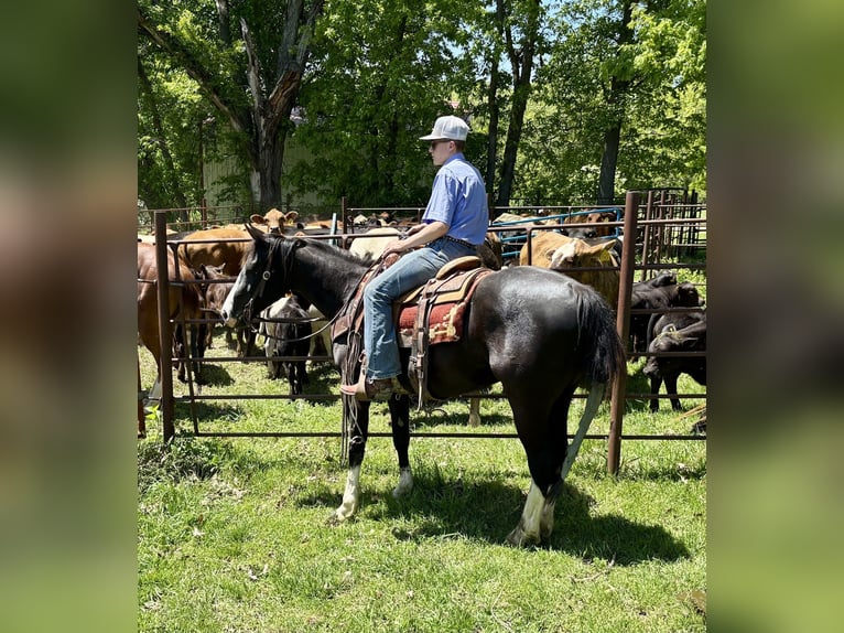 Caballo cuarto de milla Caballo castrado 4 años 152 cm Negro in Shelbina