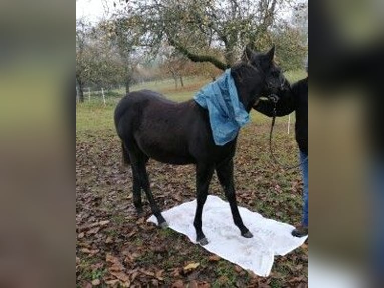 Caballo cuarto de milla Caballo castrado 4 años 152 cm Negro in Radolfzell am Bodensee