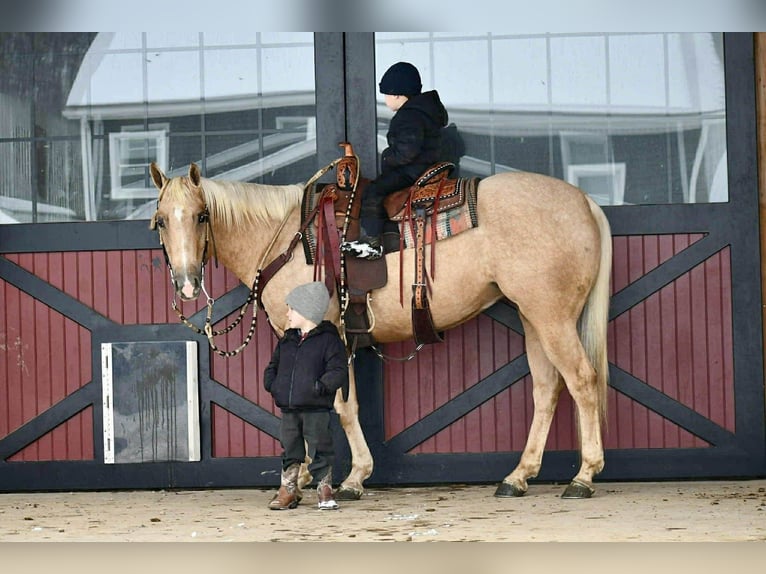 Caballo cuarto de milla Caballo castrado 4 años 152 cm Palomino in Rebersburg