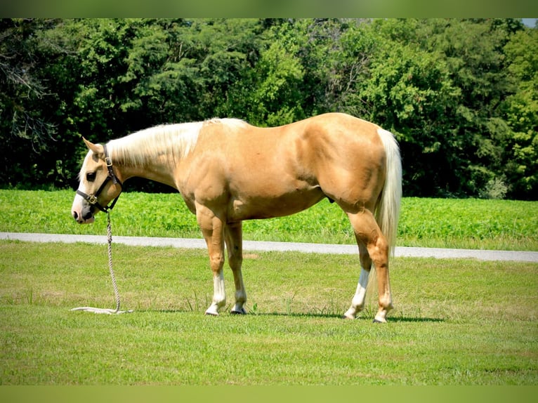 Caballo cuarto de milla Caballo castrado 4 años 152 cm Palomino in Shobonier IL