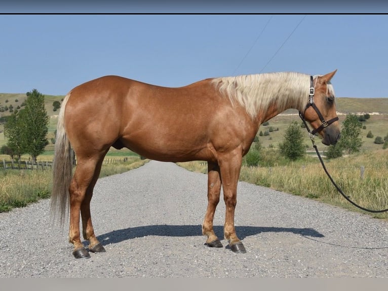 Caballo cuarto de milla Caballo castrado 4 años 152 cm Palomino in Bozeman