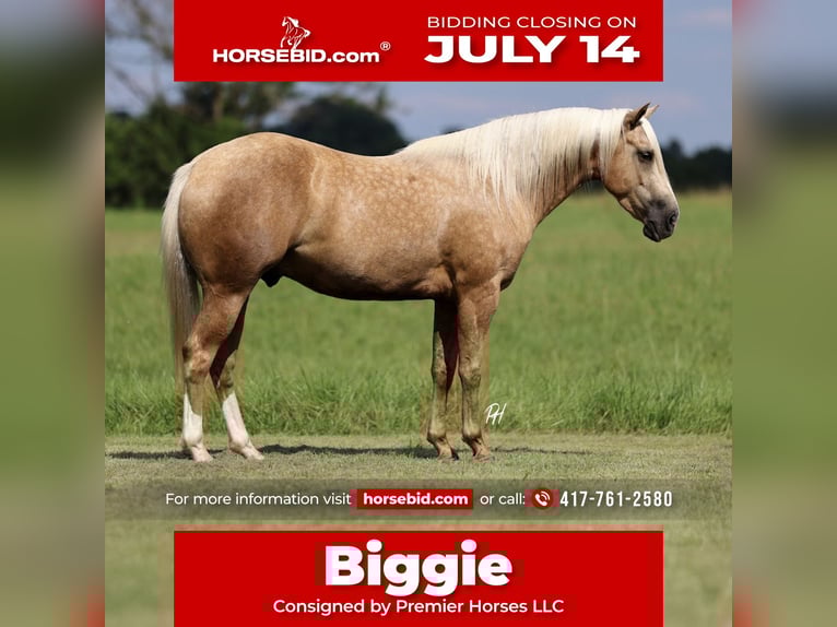Caballo cuarto de milla Caballo castrado 4 años 152 cm Palomino in Buffalo, MO