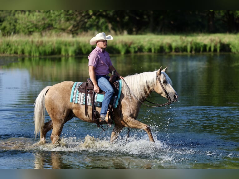 Caballo cuarto de milla Caballo castrado 4 años 152 cm Palomino in Buffalo, MO