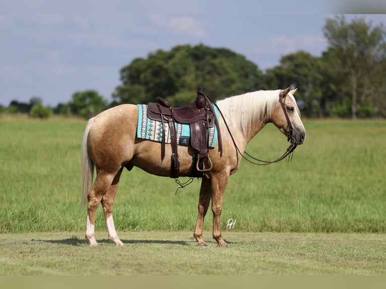 Caballo cuarto de milla Caballo castrado 4 años 152 cm Palomino in Buffalo, MO