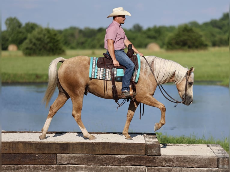 Caballo cuarto de milla Caballo castrado 4 años 152 cm Palomino in Buffalo, MO
