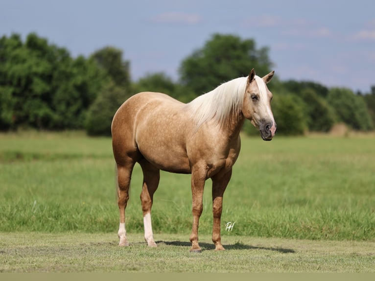 Caballo cuarto de milla Caballo castrado 4 años 152 cm Palomino in Buffalo, MO