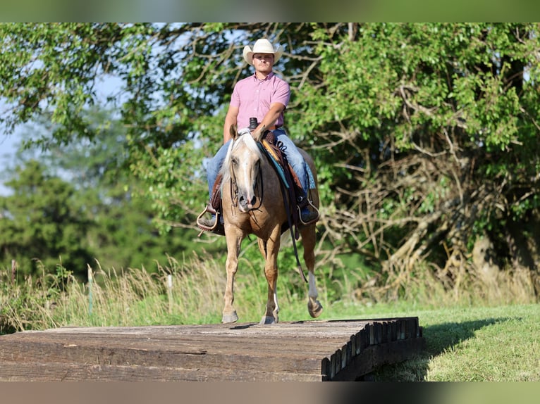 Caballo cuarto de milla Caballo castrado 4 años 152 cm Palomino in Buffalo, MO
