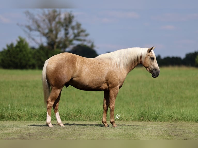 Caballo cuarto de milla Caballo castrado 4 años 152 cm Palomino in Buffalo, MO