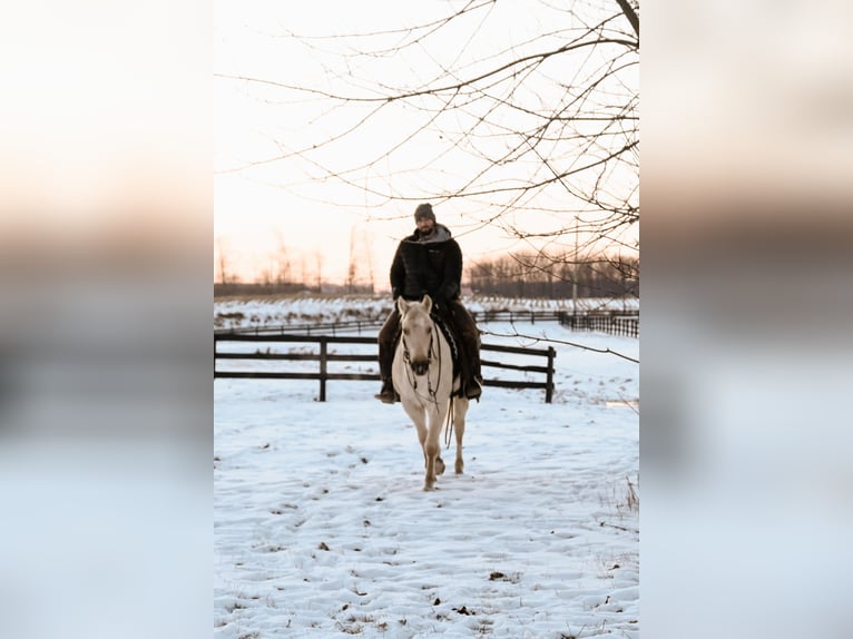 Caballo cuarto de milla Caballo castrado 4 años 152 cm Palomino in Orrville, OH