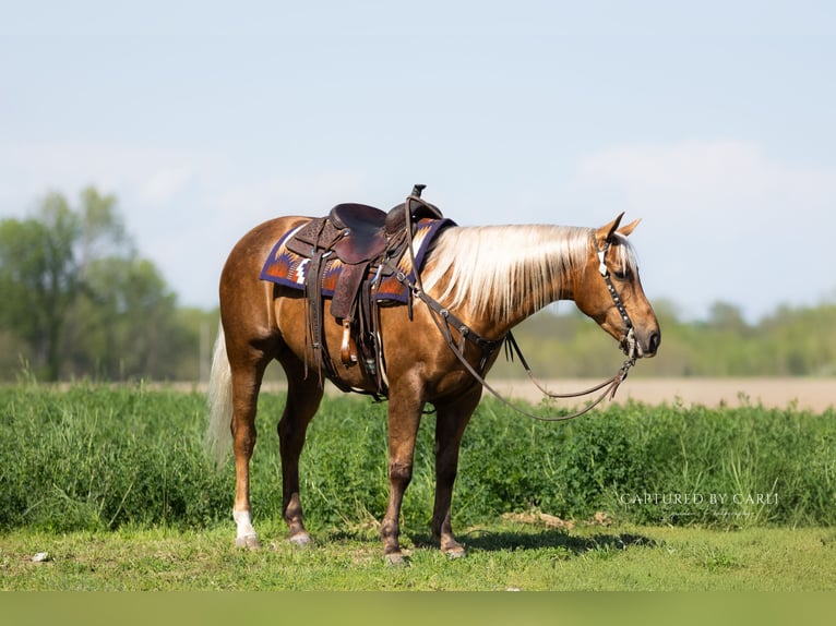 Caballo cuarto de milla Caballo castrado 4 años 152 cm Palomino in Lewistown