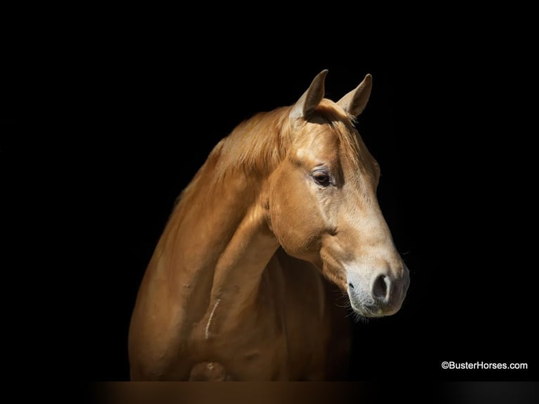 Caballo cuarto de milla Caballo castrado 4 años 152 cm Palomino in Weatherford TX