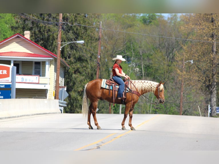 Caballo cuarto de milla Caballo castrado 4 años 152 cm Palomino in Clarion, PA