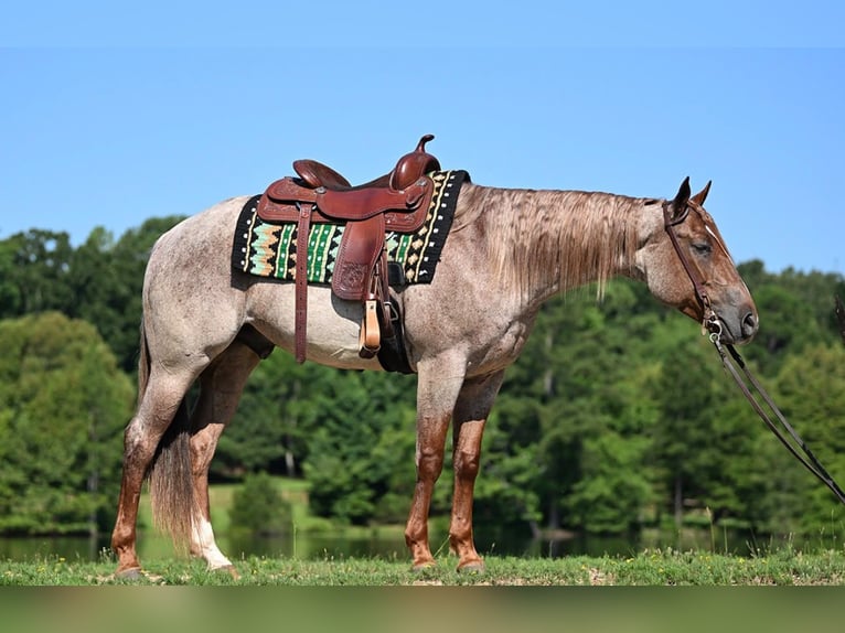Caballo cuarto de milla Caballo castrado 4 años 152 cm Ruano alazán in Harrisburg