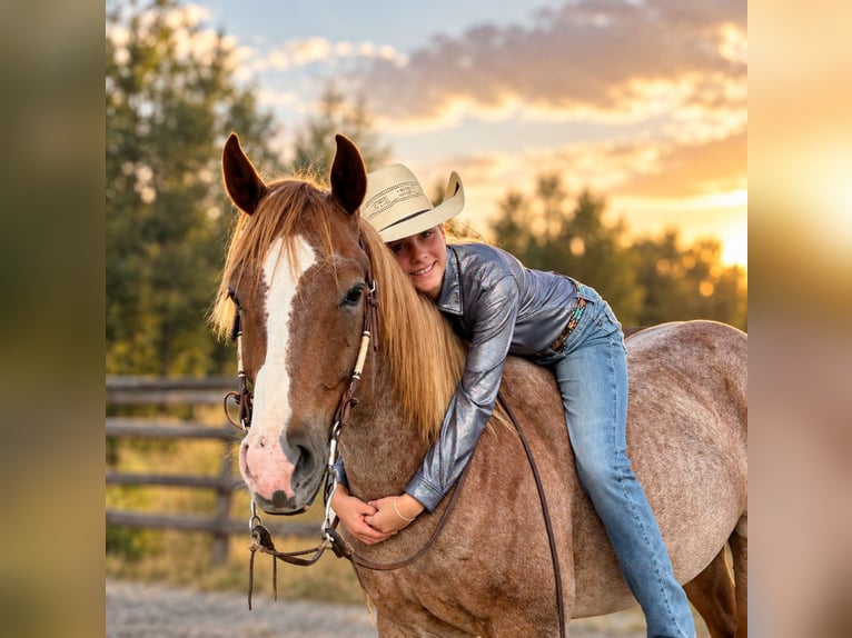 Caballo cuarto de milla Caballo castrado 4 años 152 cm Ruano alazán in Bozeman