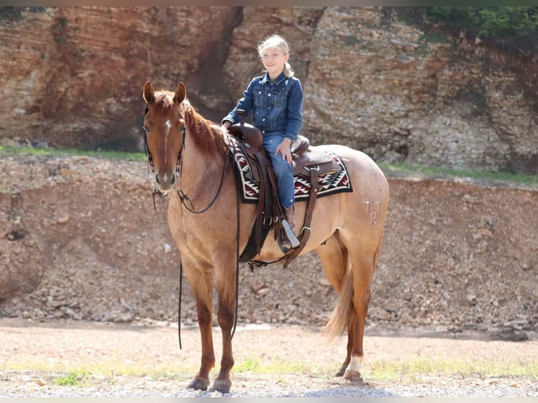Caballo cuarto de milla Caballo castrado 4 años 152 cm Ruano alazán in Mount Vernon, MO