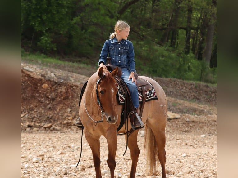 Caballo cuarto de milla Caballo castrado 4 años 152 cm Ruano alazán in Mount Vernon, MO