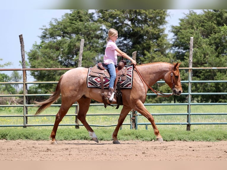 Caballo cuarto de milla Caballo castrado 4 años 152 cm Ruano alazán in Mount Vernon, MO
