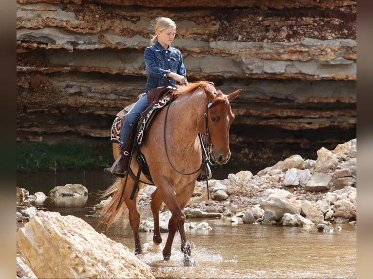 Caballo cuarto de milla Caballo castrado 4 años 152 cm Ruano alazán in Mount Vernon, MO