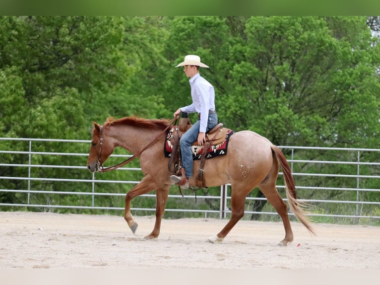 Caballo cuarto de milla Caballo castrado 4 años 152 cm Ruano alazán in Mount Vernon, MO