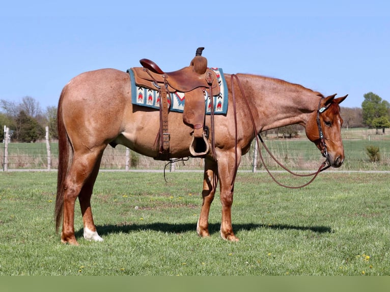 Caballo cuarto de milla Caballo castrado 4 años 152 cm Ruano alazán in Mount Vernon, MO