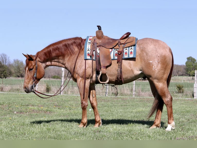 Caballo cuarto de milla Caballo castrado 4 años 152 cm Ruano alazán in Mount Vernon, MO
