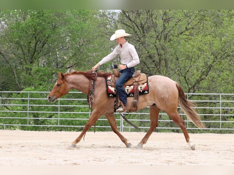 Caballo cuarto de milla Caballo castrado 4 años 152 cm Ruano alazán in Mount Vernon, MO