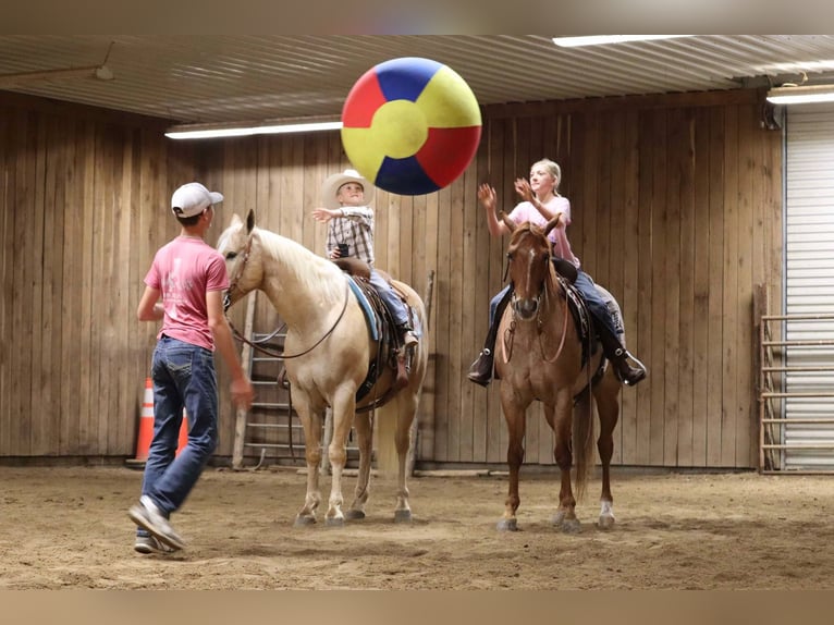 Caballo cuarto de milla Caballo castrado 4 años 152 cm Ruano alazán in Mount Vernon, MO