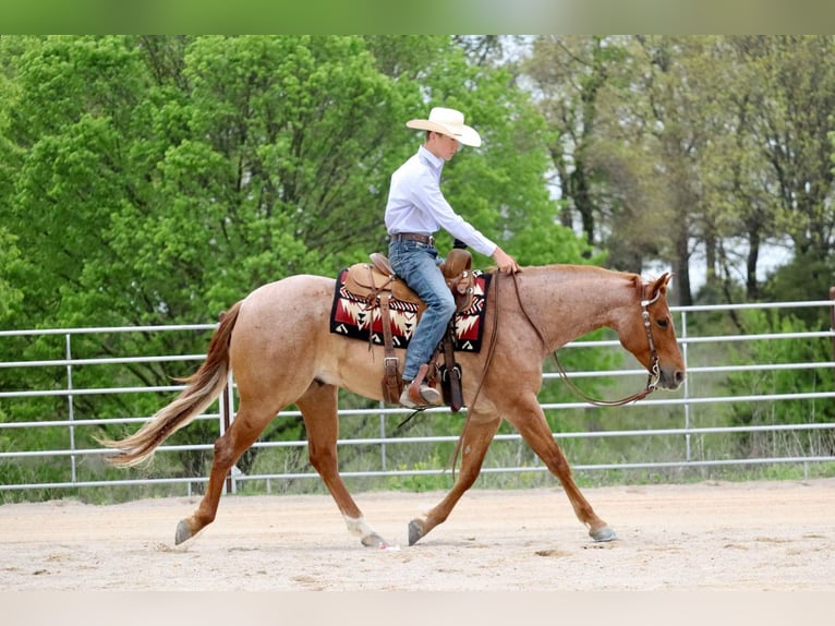 Caballo cuarto de milla Caballo castrado 4 años 152 cm Ruano alazán in Mount Vernon, MO