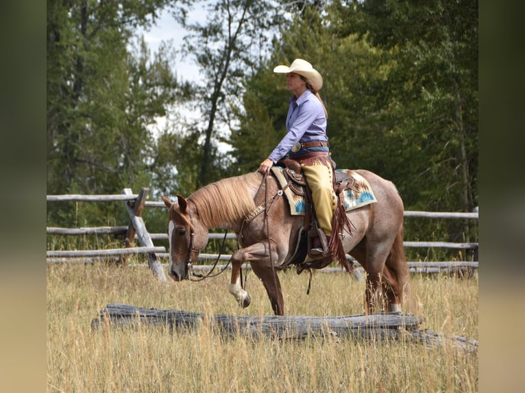 Caballo cuarto de milla Caballo castrado 4 años 152 cm Ruano alazán in Bozeman