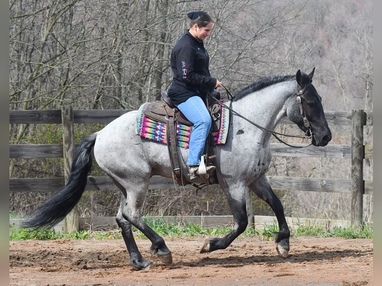 Caballo cuarto de milla Mestizo Caballo castrado 4 años 152 cm Ruano azulado in Strasburg